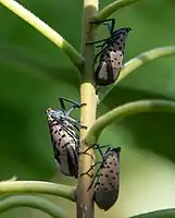 Adult spotted lanternflies in Brooklyn Botanic Garden