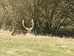 A fallow deer buck at Knepp