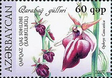 2007 Stamp of Azerbaijan depicting the flower