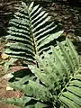 Stangeria eriopus; a cycad once thought to be a fern