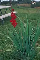 Gladiolus hybrid, Grandiflorus group