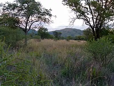 Walking trail at Manyane Resort in the park.