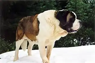 A longhaired St. Bernard
