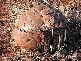Ground pangolin defensive posture