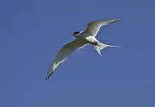 One tern in flight near Arnarstapi