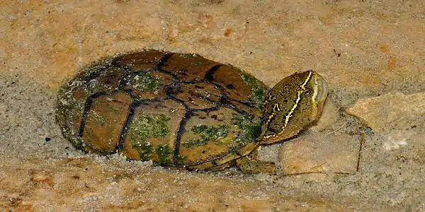 Eastern  musk turtle (Sternotherus odoratus), in-situ, Kerr County, Texas (8 May 2014)