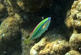 Three-lined rainbowfish (Stethojulis trilineata)