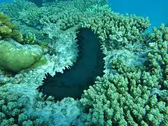 Stichopus chloronotus