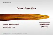 Microscope-magnified image of a queen wasp's stinger