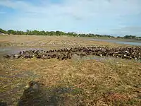 Rice fields are alternatively used for duck feeding