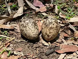 Bush Stone Curlew Eggs