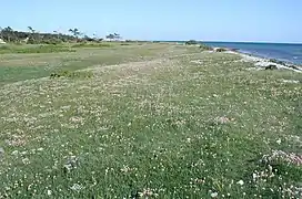 The beach meadows near Ebeltoft.