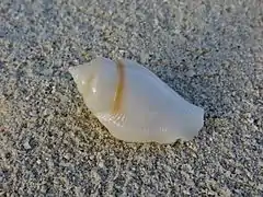 Gibberulus gibberulus albus