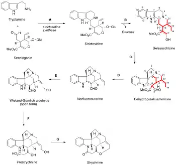 strychnine biosynthesis