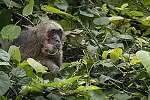 Stump-tailed macaque eating (James Hunt)