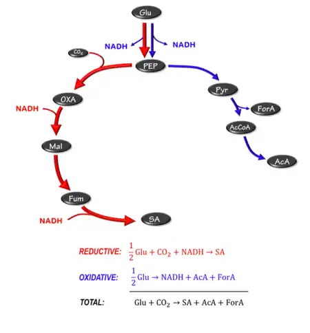 Figure 1: Metabolic pathway for producing succinic acid. NADH balance is achieved by acetic and formic acid production. Pyruvate oxidation via the formate lyase route.