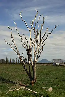 A cabbage tree killed by Phytoplasma australiense