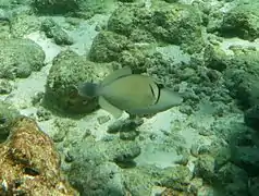 Boomerang triggerfish (Sufflamen bursa)