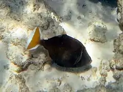 Halfmoon triggerfish (Sufflamen chrysopterum)