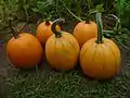 A group of five Sugar Pumpkin fruit after harvest