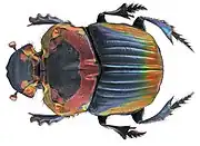 Sulcophanaeus imperator alticollis - female