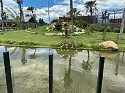 Tiger's habitat in the zoo (2020)