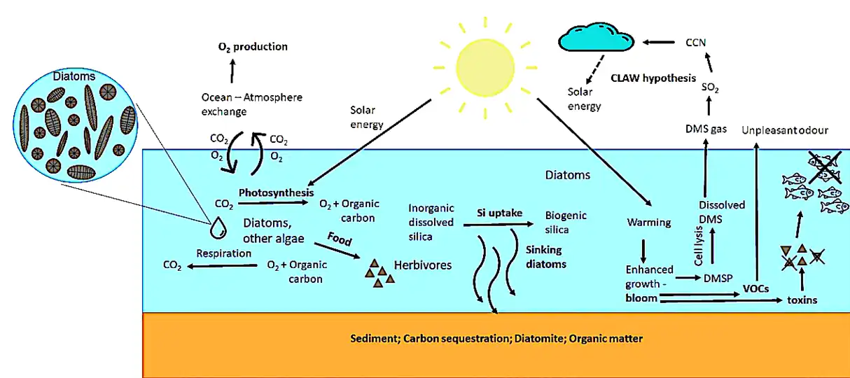 CNN = cloud condensation nuclei, DMS = dimethylsulphide, DMSP = dimethylsulfoniopropionate, VOCs = volatile organic compounds&nbsp;&nbsp;&nbsp;&nbsp;&nbsp;&nbsp;&nbsp;&nbsp;&nbsp;&nbsp;&nbsp;&nbsp;&nbsp;&nbsp;&nbsp;&nbsp;&nbsp;&nbsp;&nbsp;&nbsp;&nbsp;&nbsp;&nbsp;&nbsp;&nbsp;&nbsp;&nbsp;&nbsp;&nbsp;&nbsp;&nbsp;&nbsp;&nbsp;&nbsp;&nbsp;&nbsp;&nbsp;&nbsp;&nbsp;&nbsp;&nbsp;&nbsp;&nbsp;&nbsp;&nbsp;&nbsp;&nbsp;&nbsp;&nbsp;&nbsp;dashed arrow: negative effect, solid arrow: positive effects
