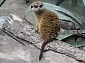 Meerkat