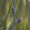 Mating pair