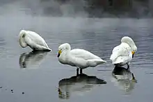 Whooper swans resting at Sunayu Onsen at Lake Kussharo, Japan
