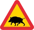 Wild boars