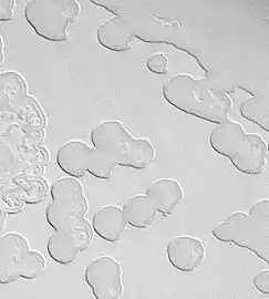 Swiss cheese-like ice formations as seen by MGS, showing layers.