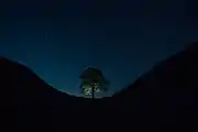 Sycamore Gap by night