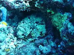 Reef stonefish (Synanceia verrucosa)