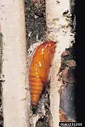 Pupa