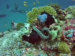 An unidentified synaptidae