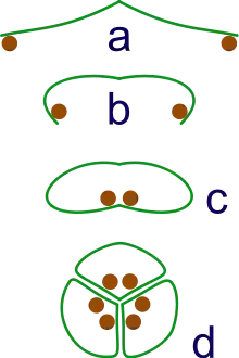 Image 18The evolution of syncarps. a: sporangia borne at tips of leaf b: Leaf curls up to protect sporangia c: leaf curls to form enclosed roll d: grouping of three rolls into a syncarp (from Evolutionary history of plants)