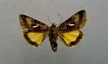 Syngrapha hochenwarthi