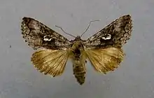 Syngrapha interrogationis