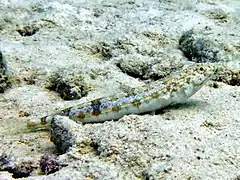 A sand lizardfish (Synodus dermatogenys)