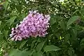 Syringa, lilac