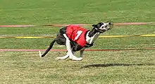 A black and white dog wearing a red jacket emblazoned with the number one. The dog is running, with all four legs tucked under its body and off the ground.