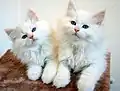 Two solid-white kittens.