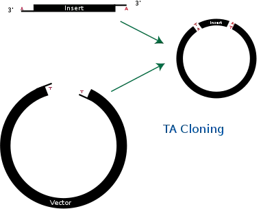 Diagram of TA Cloning.