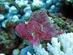 A leaf-fish (Taenianotus triacanthus)