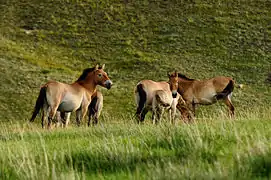 Khustain Nuruu National Park, home of the wild horse Takhi, just 90 kilometres (56 miles) west of UB