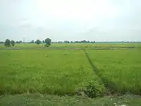 Ricefields