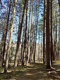 Tall Conifers on both sides of northernmost Natchaug Trail.
