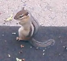 Chipmunk in Ohio, U.S.A.