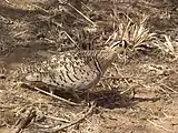 Black-faced sandgrouse is coloured like its desert background.